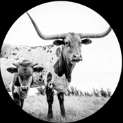 Buy West Texas Blues