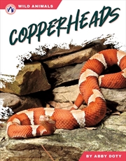 Buy Wild Animals: Copperheads