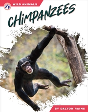 Buy Wild Animals: Chimpanzees