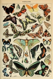 Buy Adolphe Millot Butterflies Poster