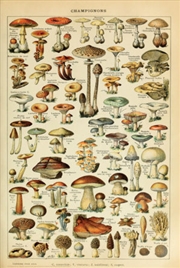Buy Adolphe Millot Mushrooms Poster