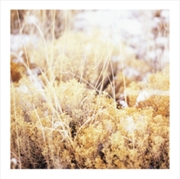 Buy The Brilliant Tabernacle