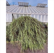 Buy Bass Works: As I Venture Into