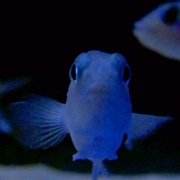 Buy On The Feet Of A Wind