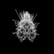 Buy Tiiier Post Adrenaline