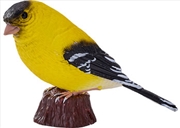 Buy Mojo - American Goldlfinch 2025