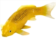 Buy Mojo - Koi Carp - Kin Matsuba Koi (Gold) 2025
