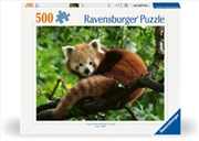Buy Cute Red Panda Puzzle 500 Piece