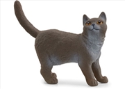 Buy Schleich - British Shorthair Cat