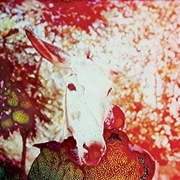 Buy If He Dies, If If If If If If