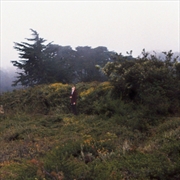 Buy Pattern Completion