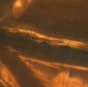 Buy Lustra / Reverse Side Print