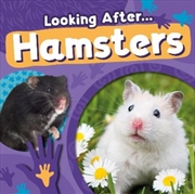 Buy Hamsters