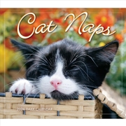 Buy Cat Naps 2026 Boxed Calendar