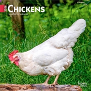 Buy Chickens 2026 Mini Calendar