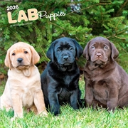 Buy Labrador Retriever Puppies 2026 Square Calendar