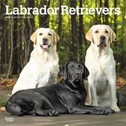 Buy Labrador Retrievers 2026 Square Calendar