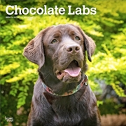 Buy Labrador Retrievers, Chocolate 2026 Square Calendar