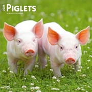 Buy Piglets 2026 Square Calendar