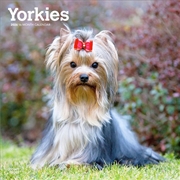 Buy Yorkshire Terriers 2026 Square Calendar