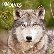 Buy Wolves 2026 Square Calendar