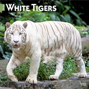 Buy White Tigers 2026 Square Calendar