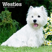 Buy West Highland White Terriers 2026 Square Calendar