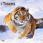 Buy Tigers 2026 Square Calendar