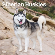 Buy Siberian Huskies 2026 Square Calendar
