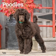 Buy Poodles 2026 Square Calendar