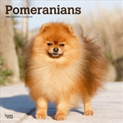 Buy Pomeranians 2026 Square Calendar