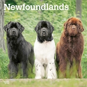 Buy Newfoundlands 2026 Square Calendar