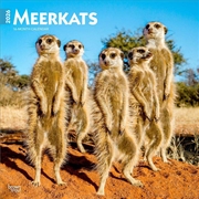Buy Meerkats 2026 Square Calendar