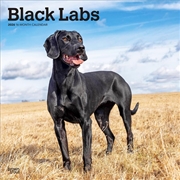 Buy Labrador Retrievers, Black 2026 Square Calendar