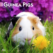Buy Guinea Pigs 2026 Square Calendar