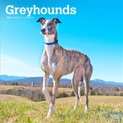 Buy Greyhounds 2026 Square Calendar