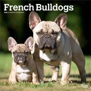 Buy French Bulldogs 2026 Square Calendar