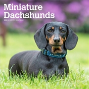 Buy Dachshunds, Miniature 2026 Square Calendar