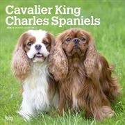 Buy Cavalier King Charles Spaniels 2026 Square Calendar