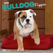 Buy Bulldog Puppies 2026 Square Calendar