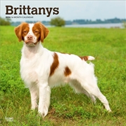 Buy Brittanys 2026 Square Calendar