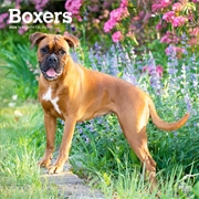 Buy Boxers International Edition 2026 Square Calendar