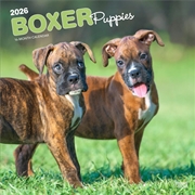 Buy Boxer Puppies 2026 Square Calendar