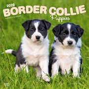 Buy Border Collie Puppies 2026 Square Calendar