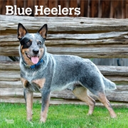 Buy Blue Heelers 2026 Square Calendar