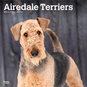 Buy Airedale Terriers 2026 Square Calendar