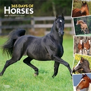 Buy 365 Days of Horses 2026 Square Calendar
