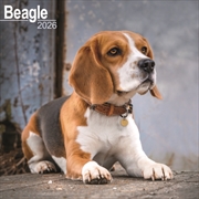 Buy Beagle Calendar 2026 Square Dog Breed Wall Calendar - 16 Month