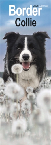Buy Border Collie Slim Calendar 2026 Dog Breed Slimline Calendar - 12 Month