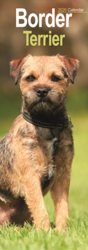 Buy Border Terrier Slim Calendar 2026 Dog Breed Slimline Calendar - 12 Month